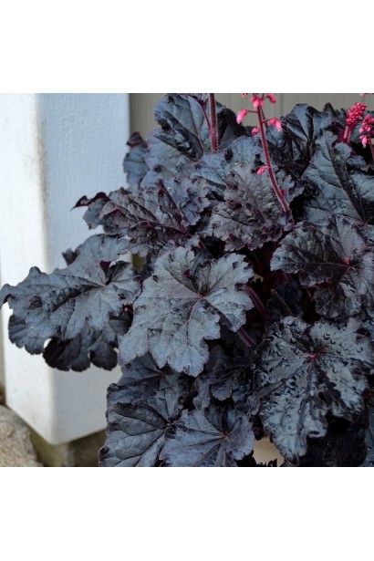 Листя гейхери ‘Таймлес Найт’ насиченого пурпурного кольору